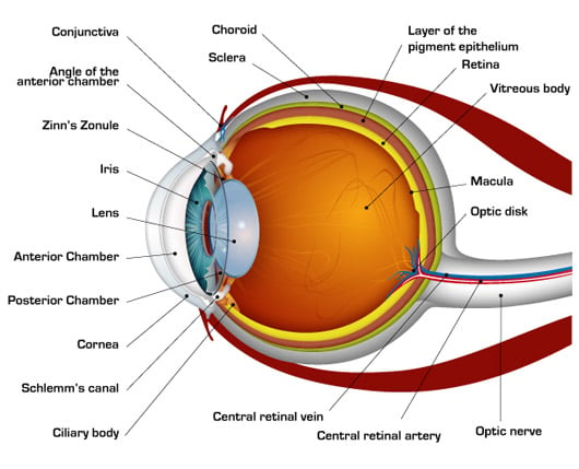 Diagram of human eye. Credit: National Keratoconus Foundation