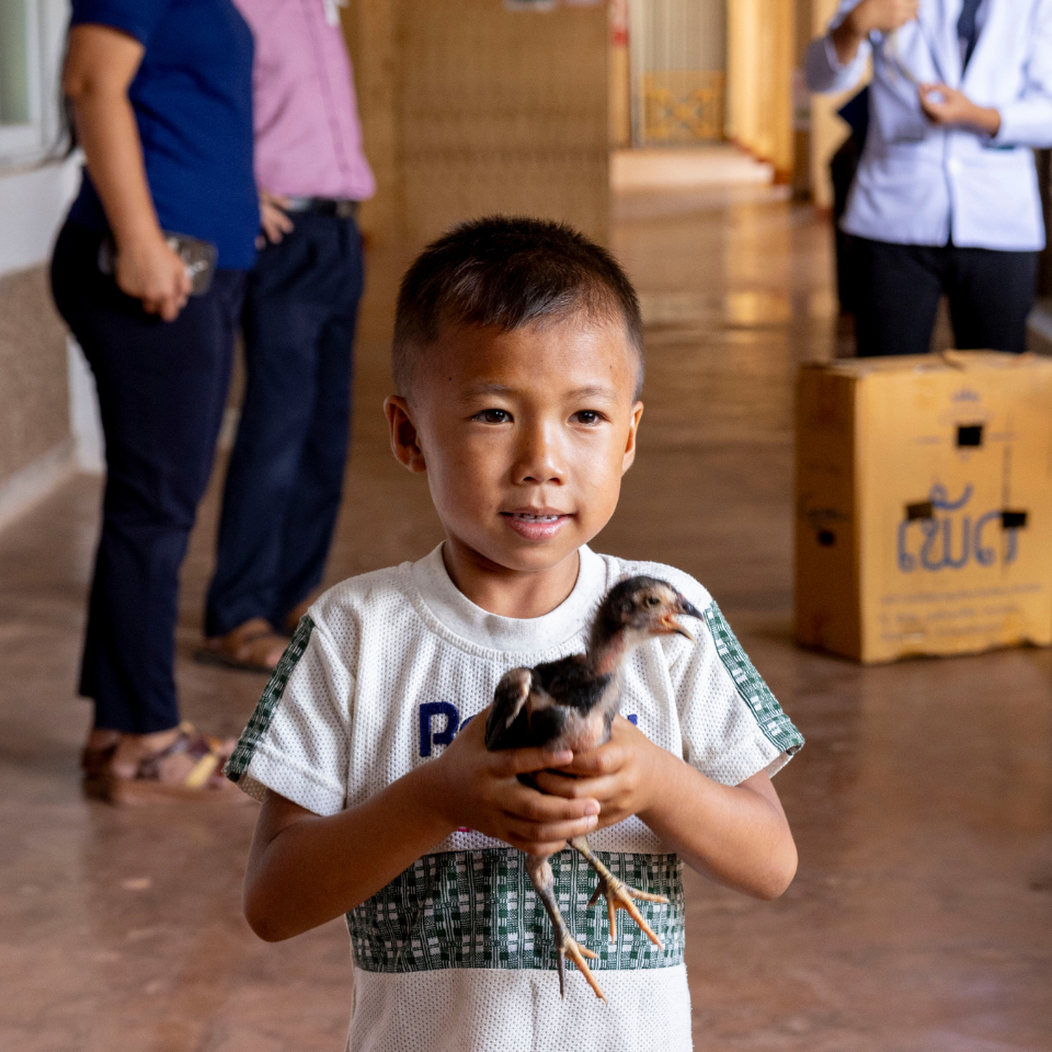 laos-2024_lumi_chicken_960x960px.png